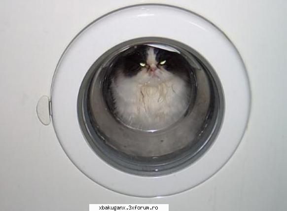 Funny animals - Pisica in masina de spalat - Imagini Amuzante